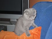 Scottish Blue Fold Kittens With Folded Ears.