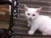 Ready Now - Gorgeous White Male And Female Munchkin Kittens.