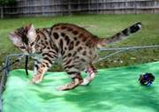 Male and Female Serval Kittens for Good Homes