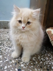 Persian Kitten for sale near me